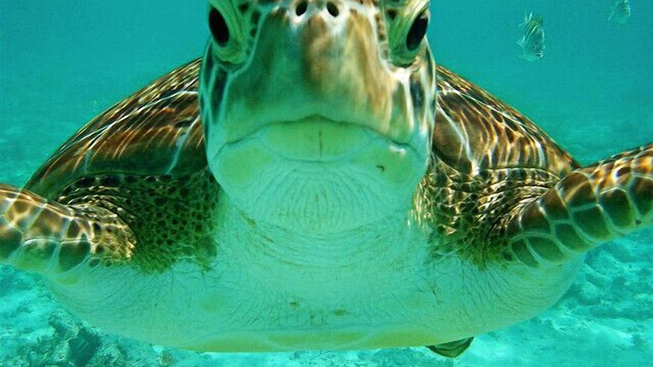 Photo of Others in Akumal