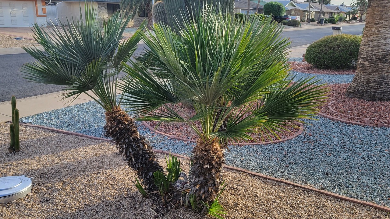 Photo of Outdoor in Sun City West