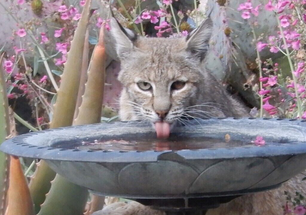 Photo of Others in Marana