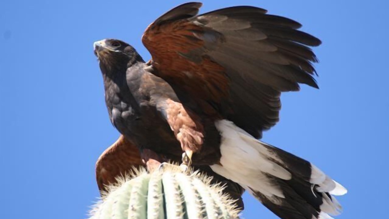 Photo of Others in Marana