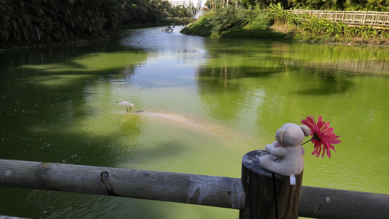 Photo of Others in Nuevo Vallarta