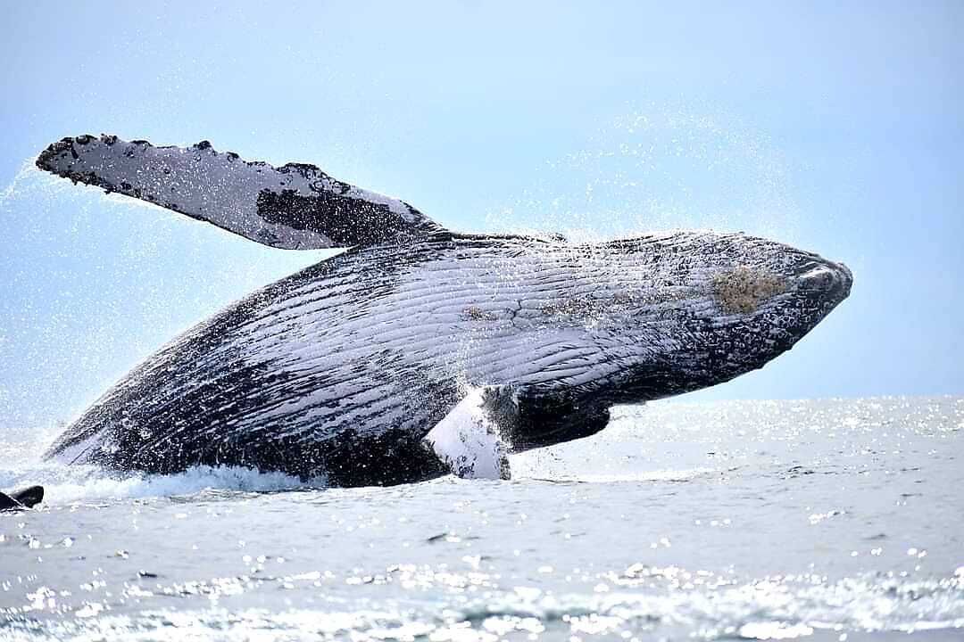 Photo of Others in Cabo Bello