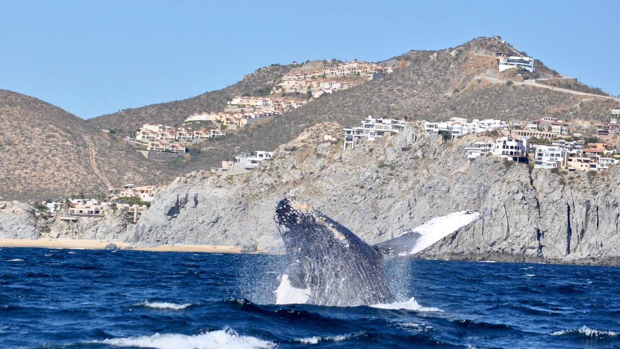 Photo of Others in San Jose del Cabo