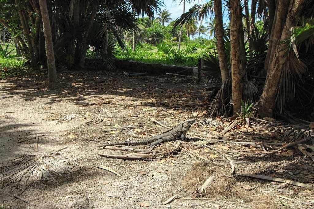 Photo of Others in Akumal