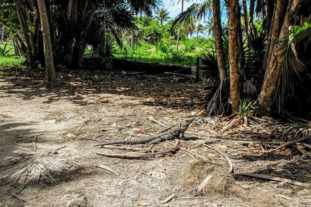 Photo of Others in Akumal