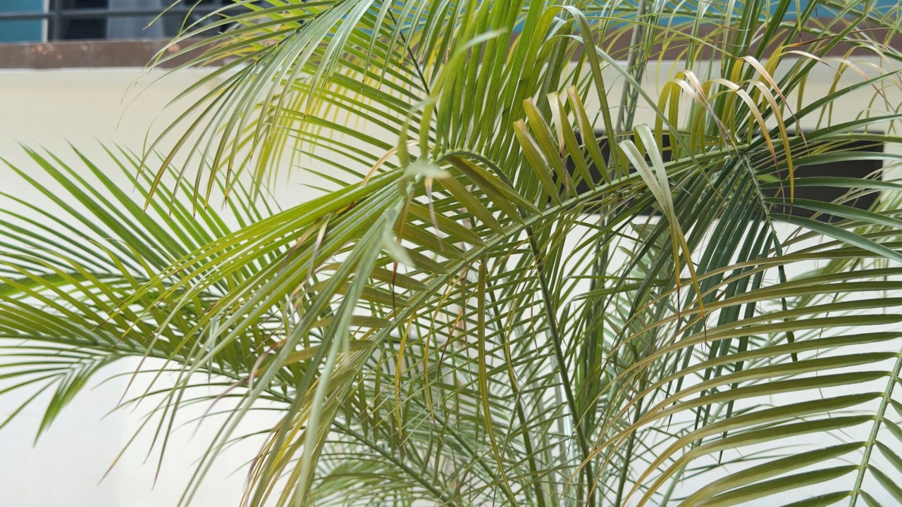 Photo of Outdoor in Chiapa De Corzo