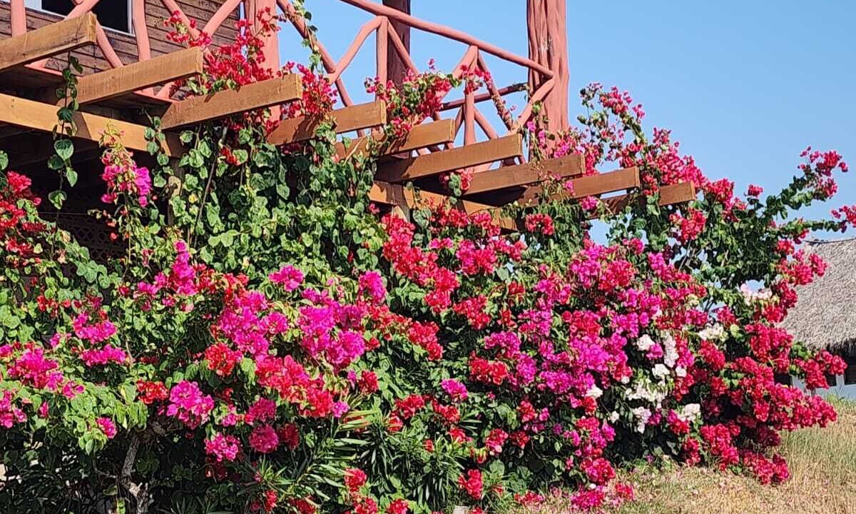 Photo of Outdoor in Isla Navidad