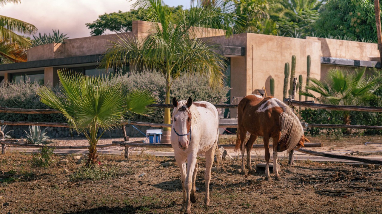 Photo of Others in Todos Santos