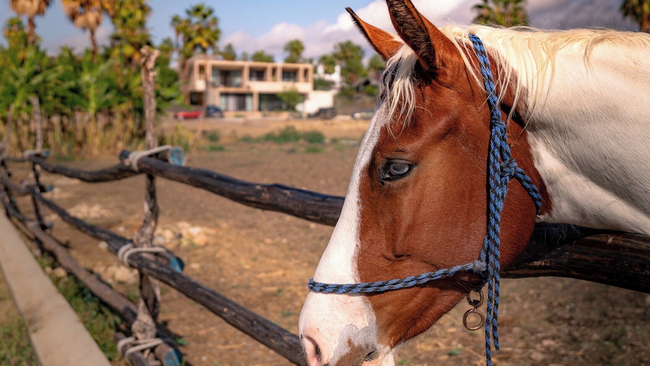 Photo of Others in Todos Santos