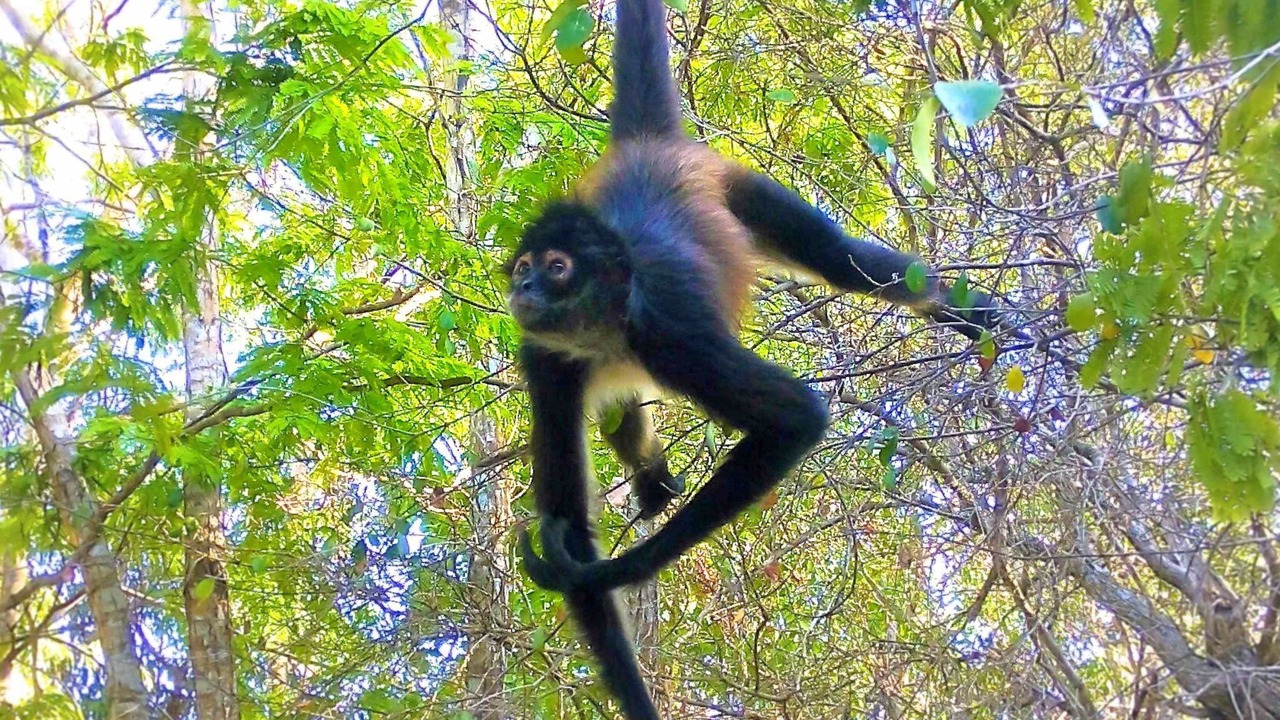 Photo of Others in Akumal