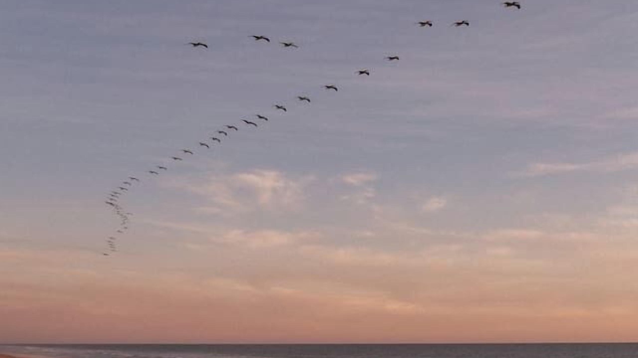 Photo of Others in Mazatlan