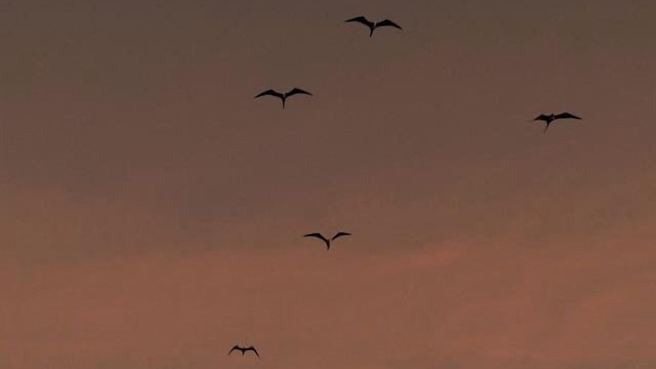 Photo of Others in Mazatlan