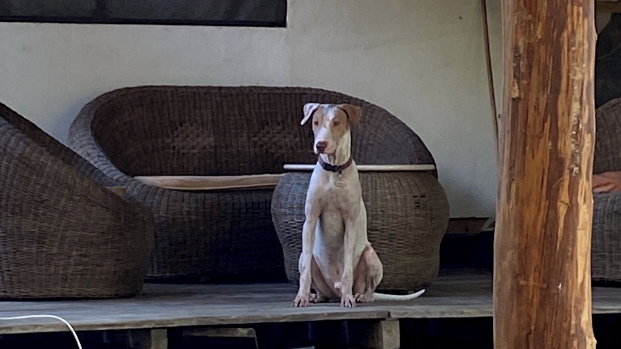 Photo of Patio Balcony in Tonala