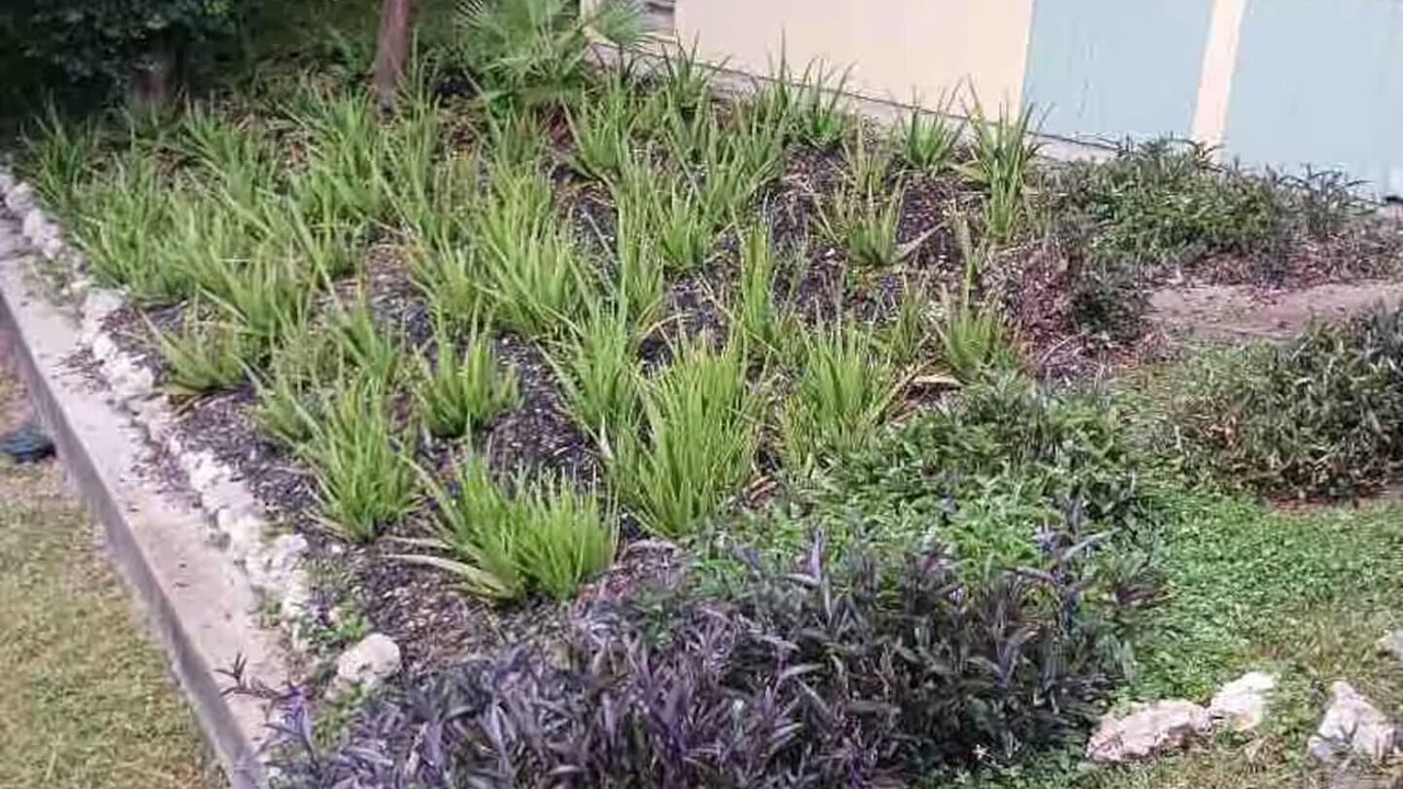 Photo of Outdoor in Harlingen