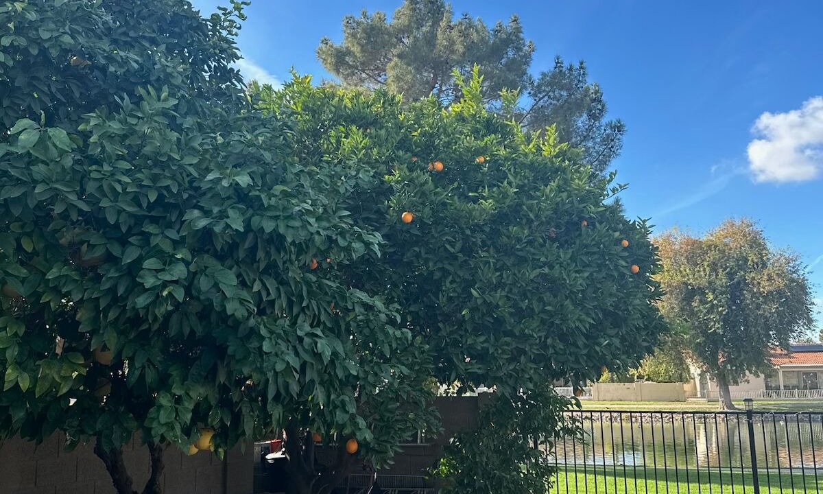 Photo of Outdoor in Sun Lakes