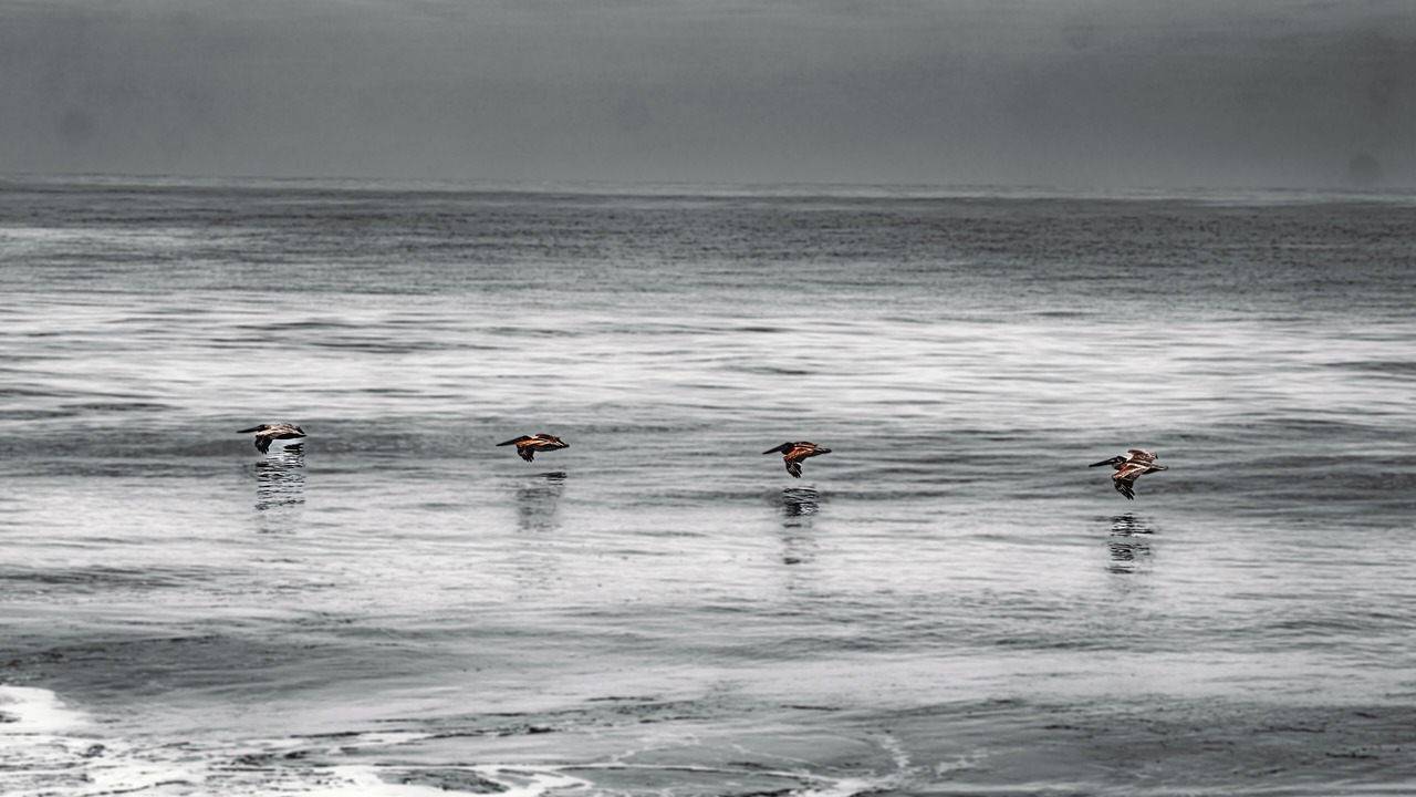 Photo of Others in Puerto Escondido