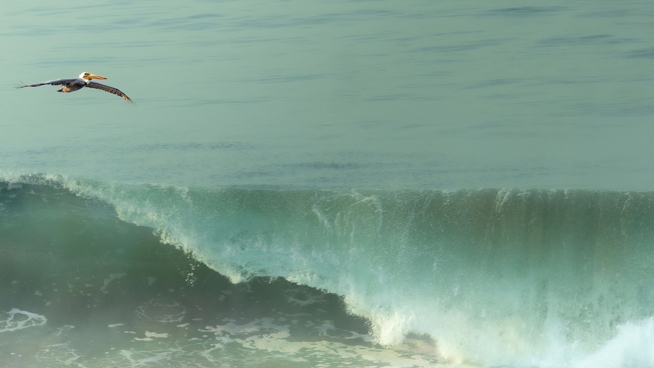 Photo of Others in Puerto Escondido