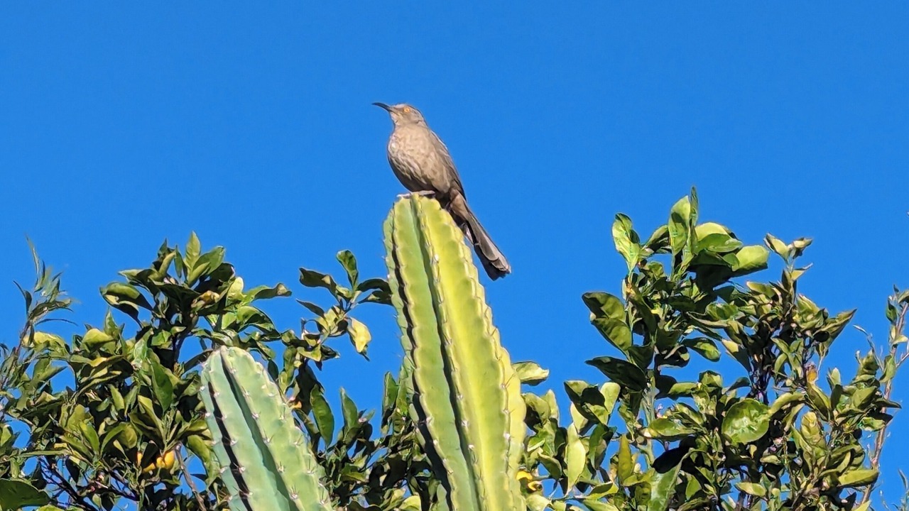 Photo of Others in Ajo