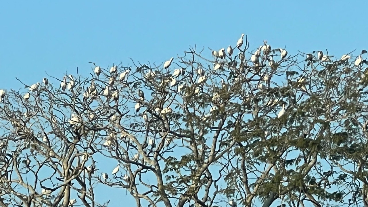 Photo of Others in Mezcales