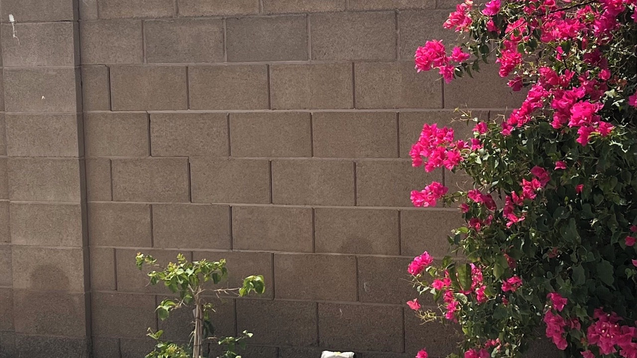 Photo of Outdoor in Fortuna Foothills