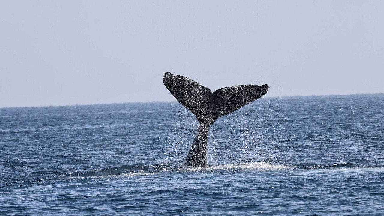 Photo of Others in San Jose del Cabo