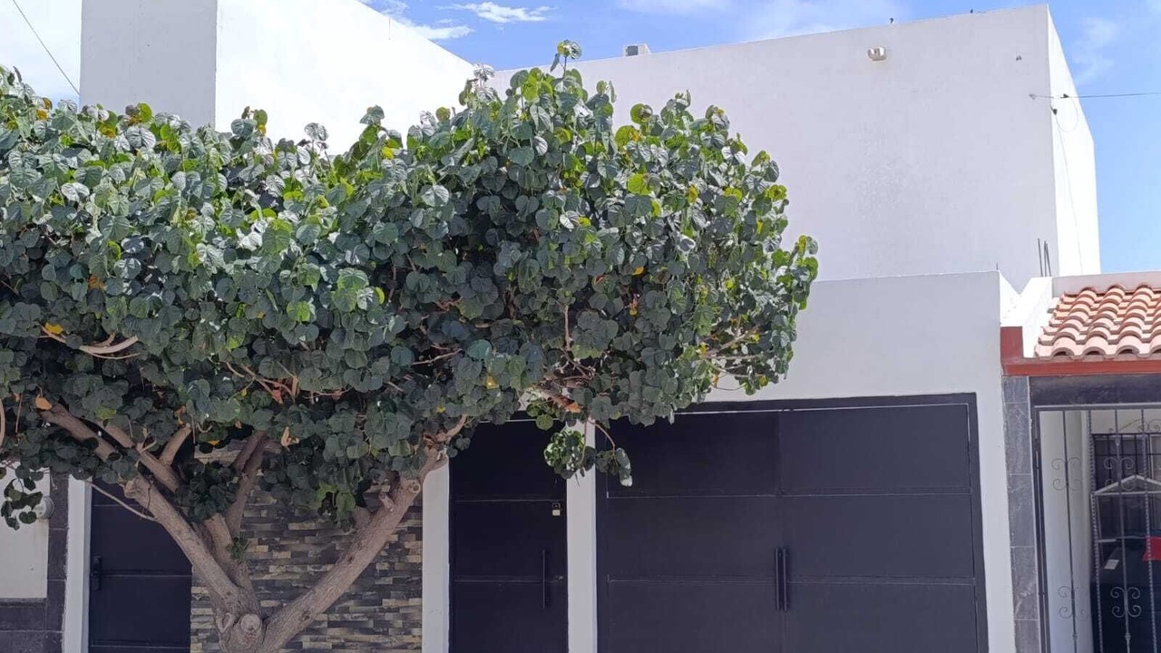 Photo of Outdoor in Torreon