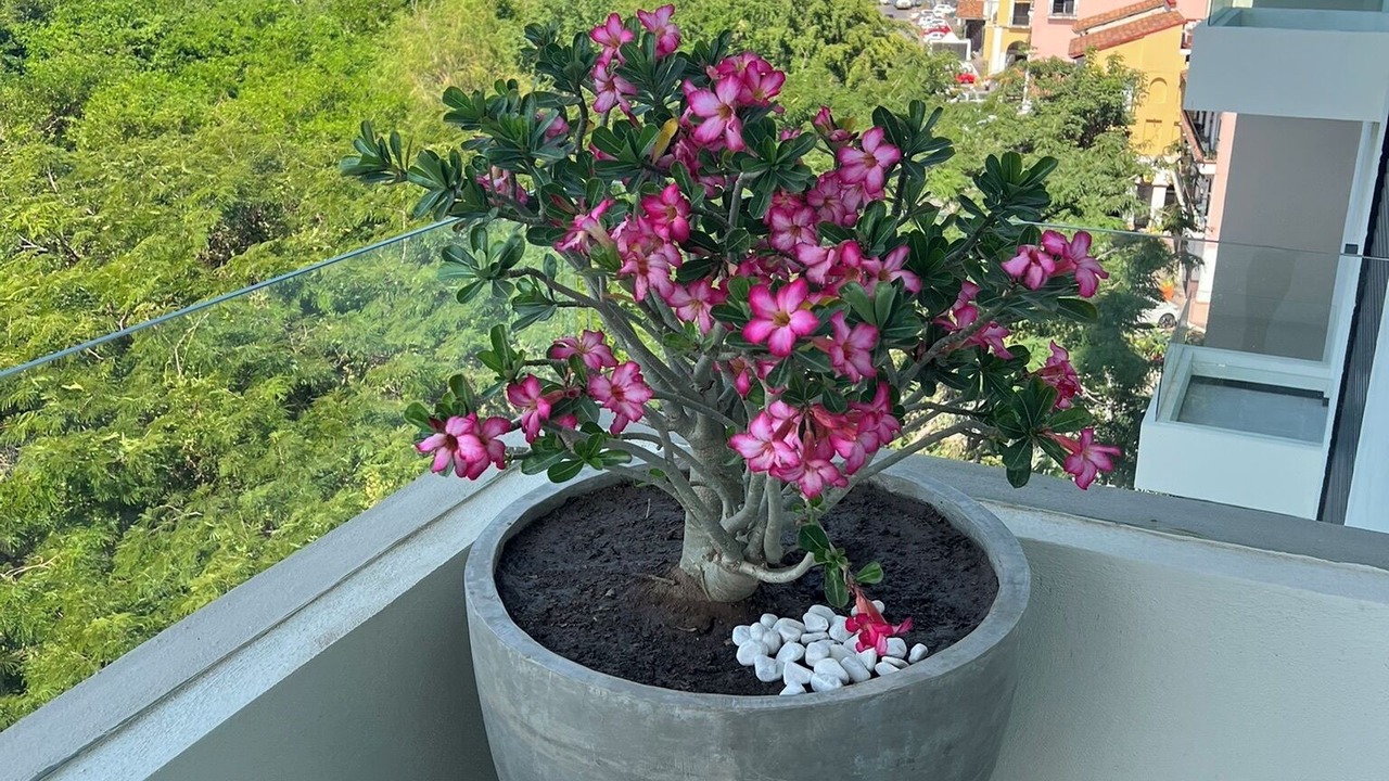 Photo of Outdoor in Marina Vallarta