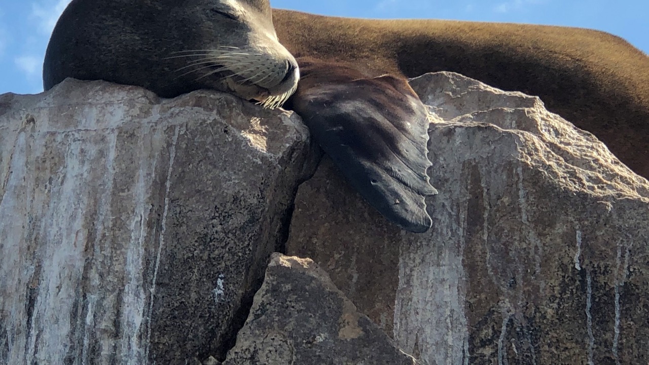 Photo of Others in San Jose del Cabo