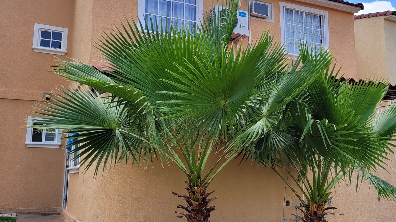 Photo of Outdoor in Ixtapa