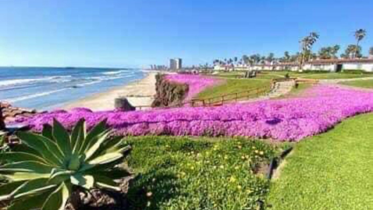 Photo of Others in Rosarito