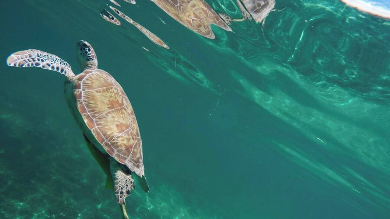 Photo of Others in Akumal