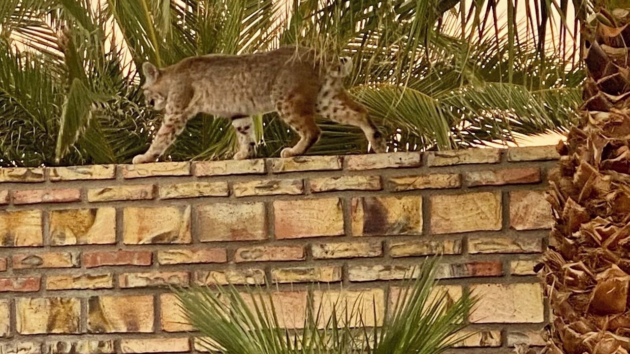 Photo of Others in Foothills