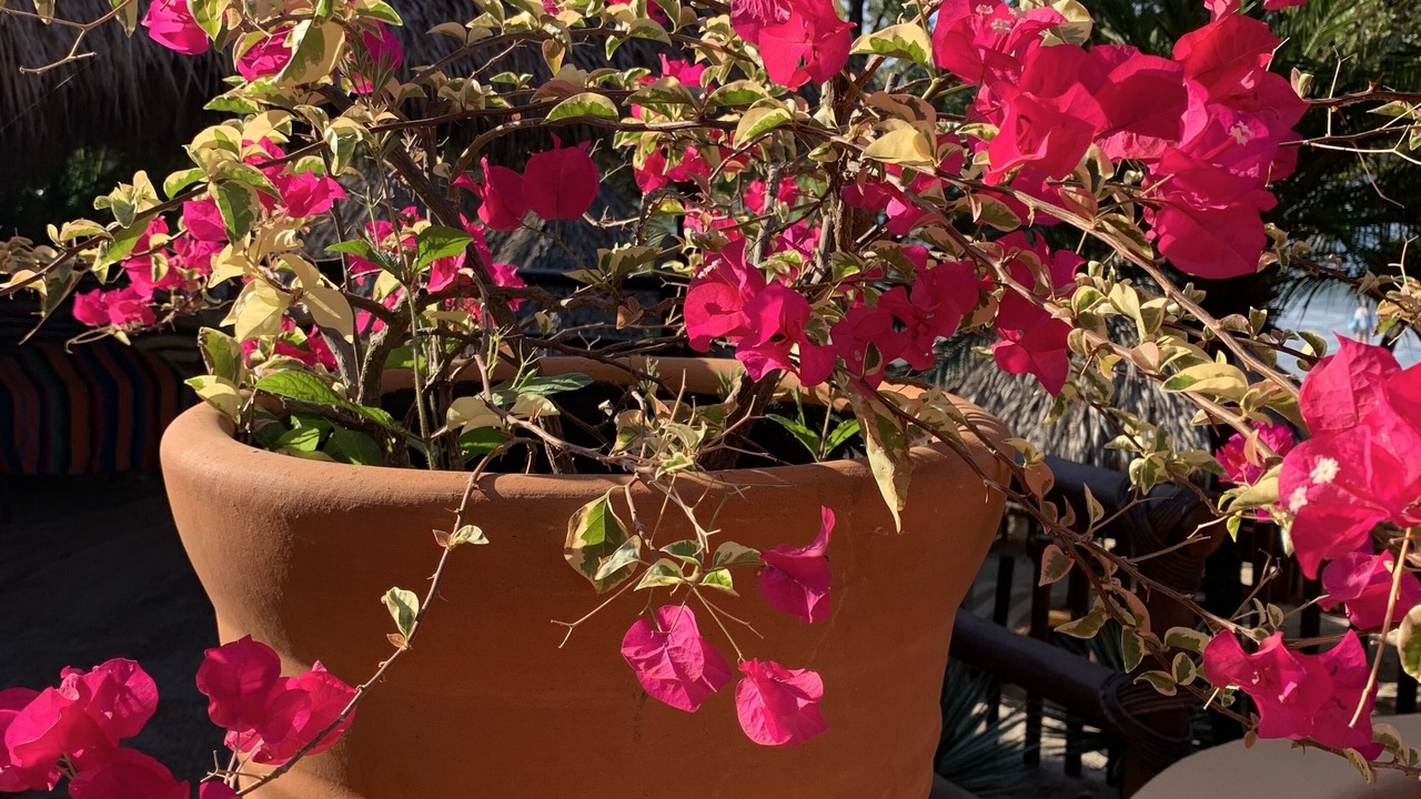 Photo of Outdoor in Zihuatanejo