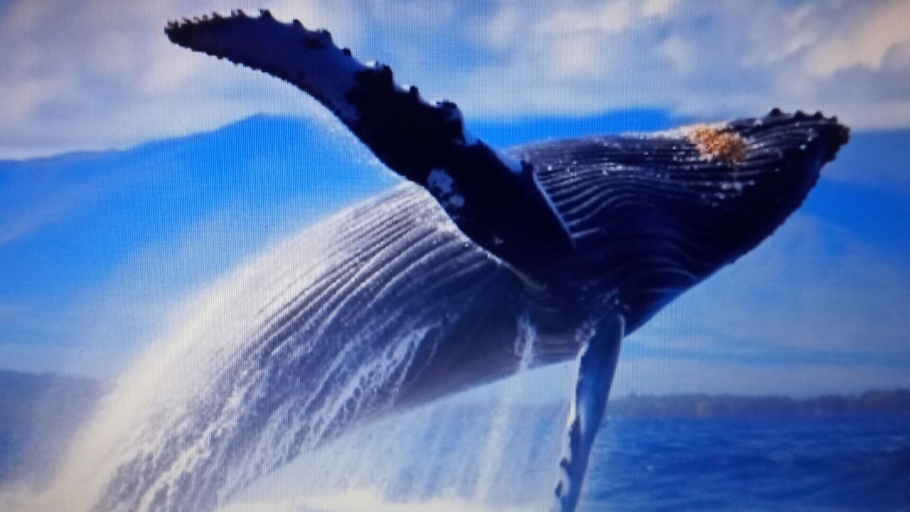 Photo of Others in Mazatlan