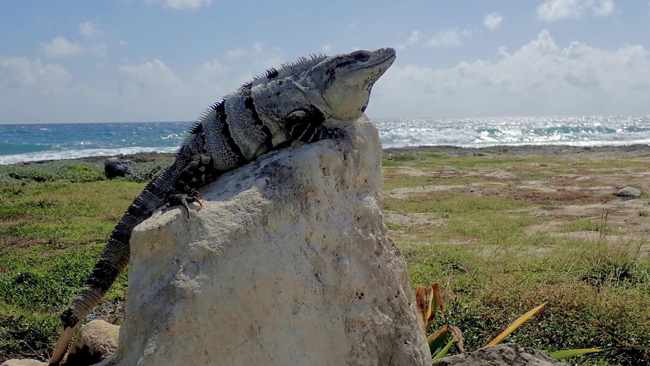 Photo of Others in Akumal