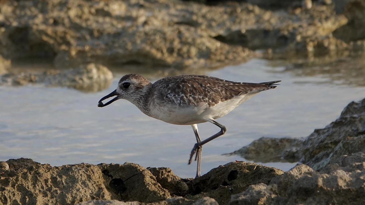 Photo of Others in Akumal