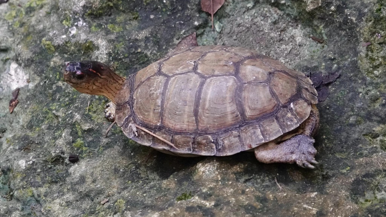 Photo of Others in Akumal