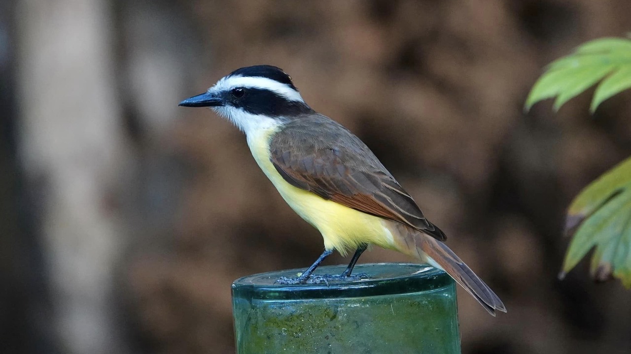 Photo of Others in Akumal