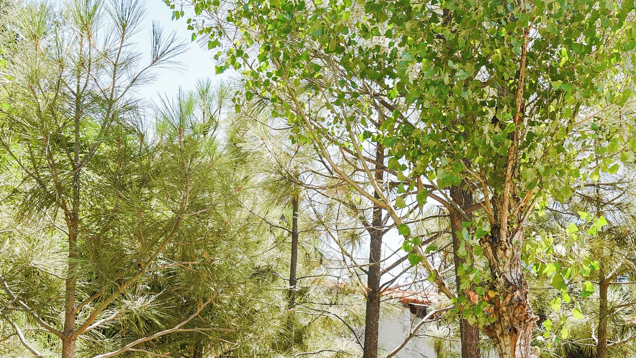 Photo of Outdoor in Santa Veronica