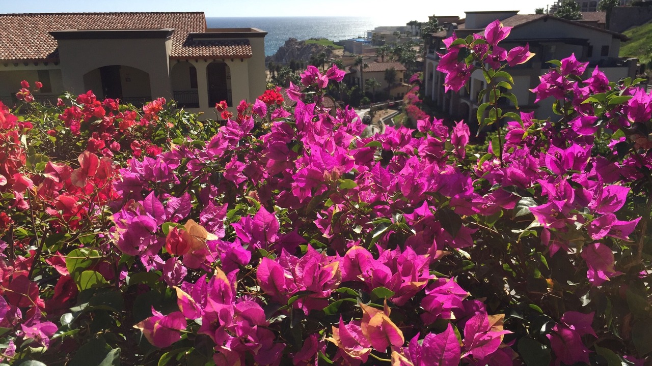 Photo of Outdoor in Sunset Beach