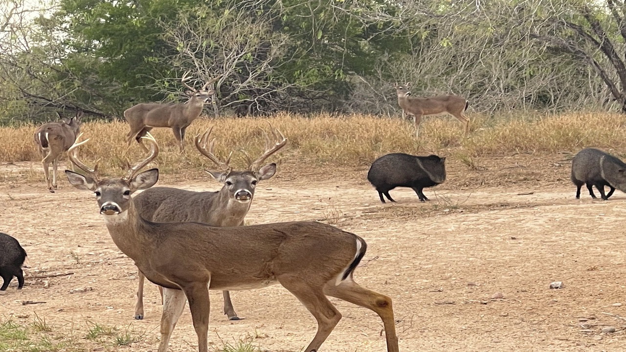 Photo of Others in La Joya