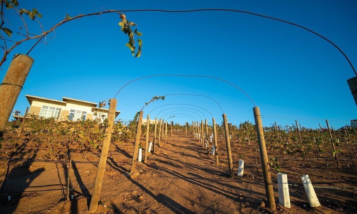 Photo of Others in Valle de Guadalupe