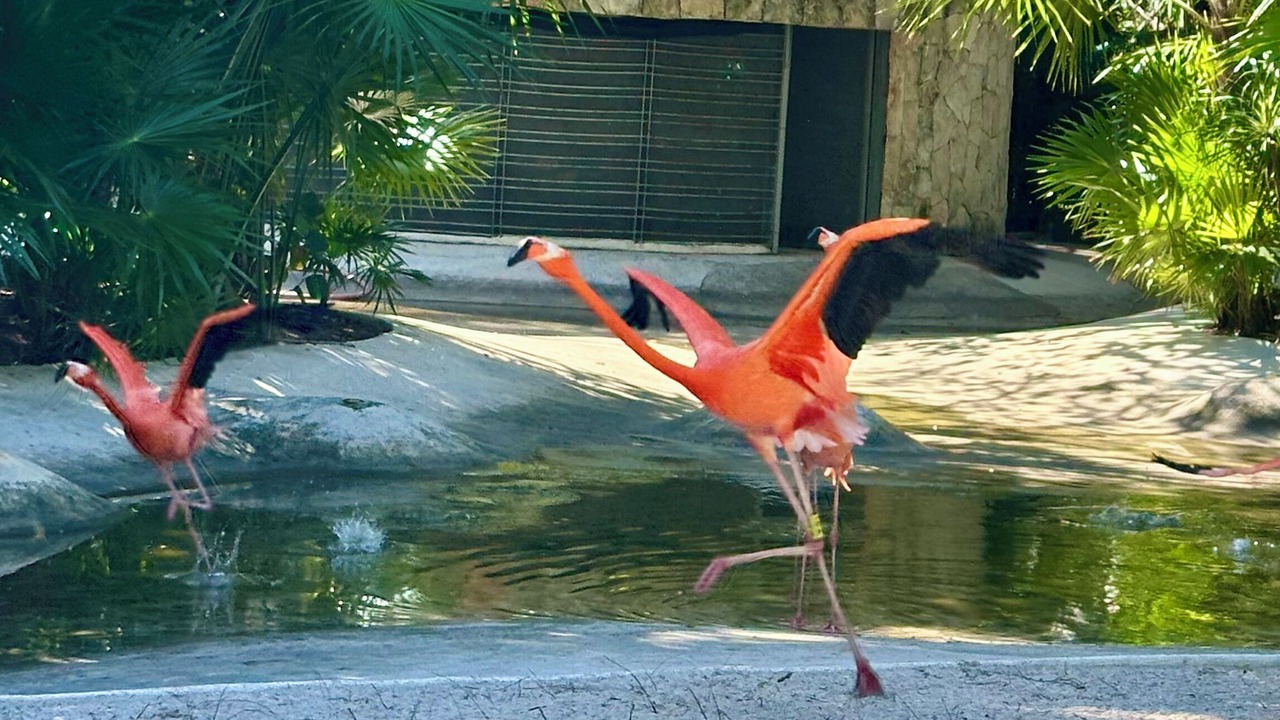 Photo of Others in Nuevo Vallarta