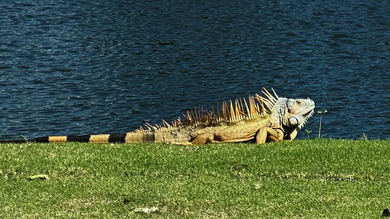 Photo of Others in Nuevo Vallarta