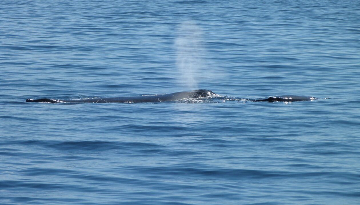 Photo of Others in Cabo San Lucas