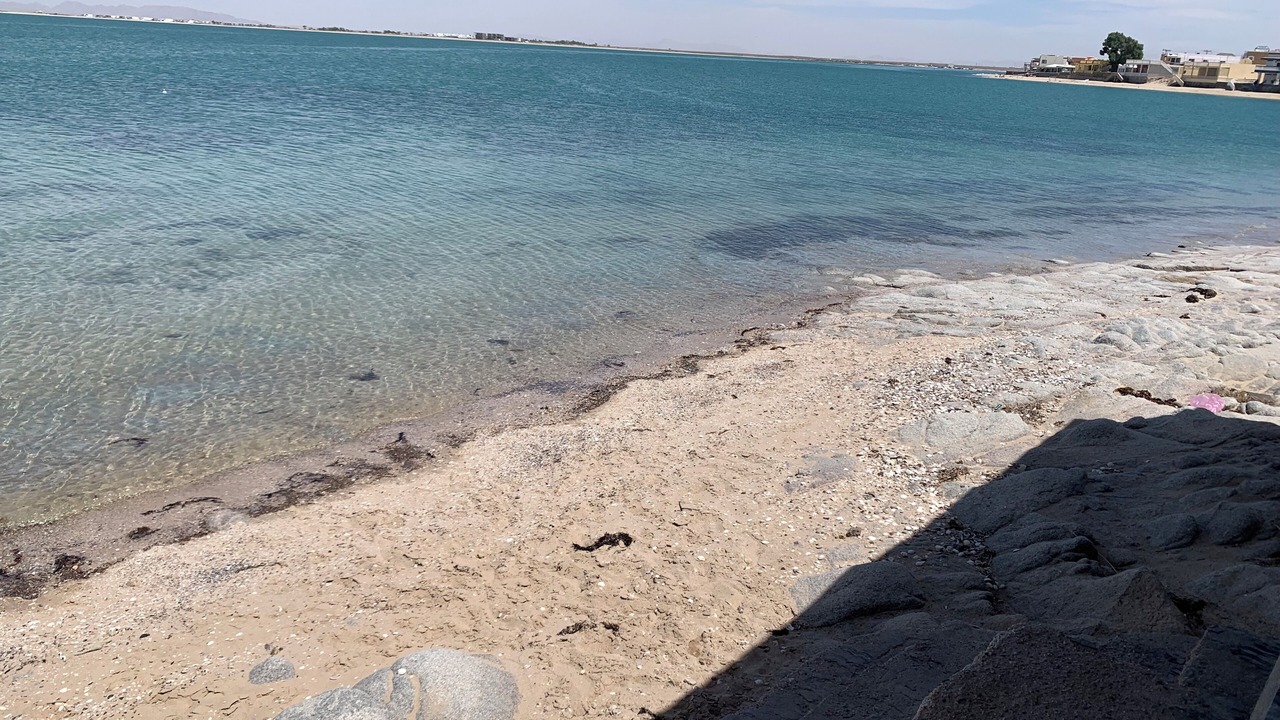 Photo of Others in Cholla Bay