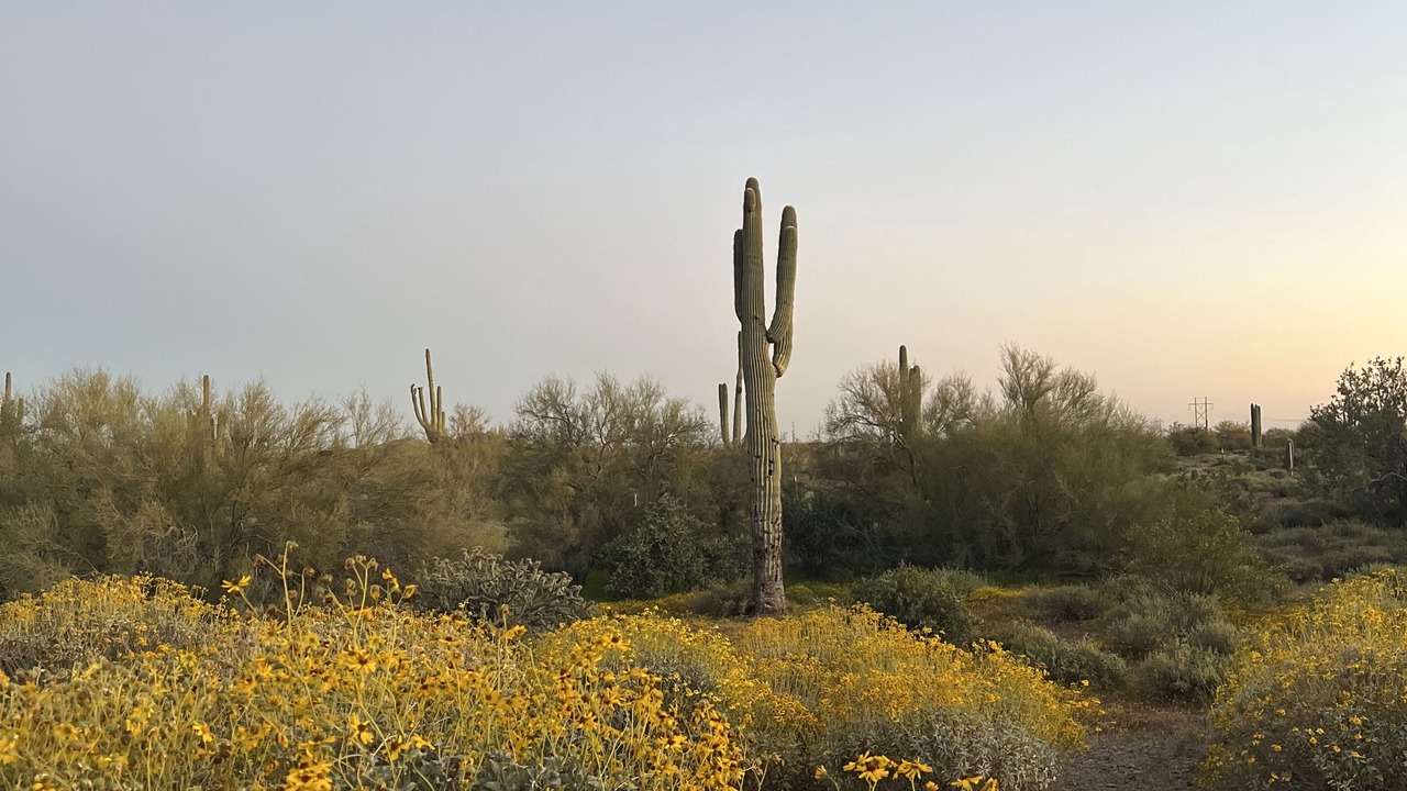 Photo of Others in Apache Junction