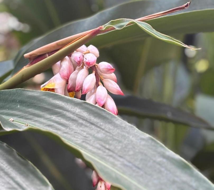 Photo of Outdoor in Gomez Farias