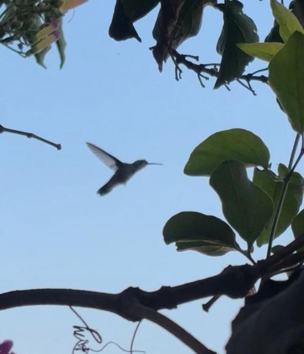 Photo of Others in San Miguel de Allende