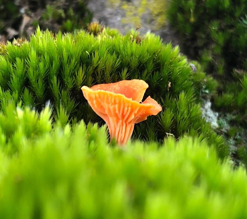 Photo of Outdoor in Tapalpa